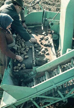 Fotografie: Erntetechnik, Kartoffel, Kartoffelsammelroder, Trenneinrichtung, Handarbeit, Arbeitsplatz