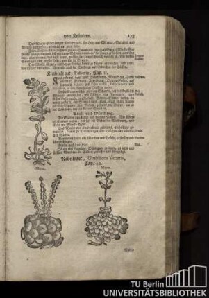 Cap. 12. Rabelkraut, Umbilicus Veneris.