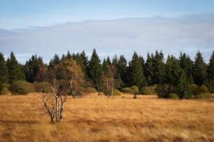 Belgien. Liege. Hohes Venn. Herbst Landschaften, Landschaft