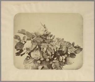 Stillleben mit Quitten und Beeren