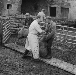 Dresden-Reick, Oskar-Röder-Str. 6. Tierklinik. Verabreichung eines Medikamentes bei einem Schaf