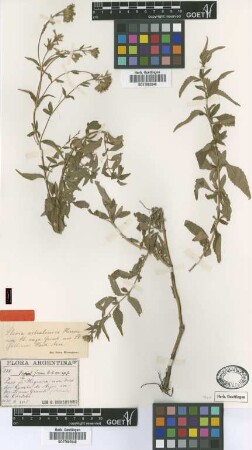 Stevia gilliesii Hook. & Arn. var. Griseb. vaga[type]