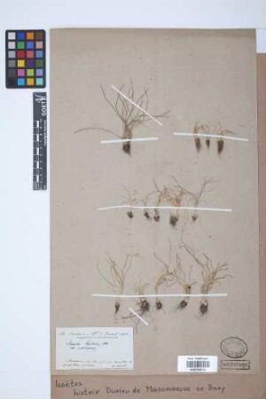 Isoetes histrix Bory & Dur.