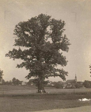 Frankenberg, Große Eiche : Frankenberg. Große Eiche in der Zschopauaue