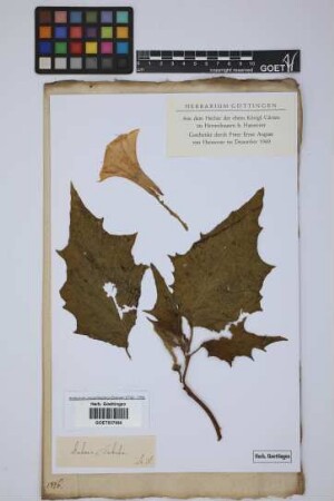Datura tatula L.
