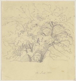 Baum