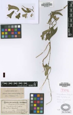 Araujia fusca Griseb. var. Griseb. pallidiflora[holotype]