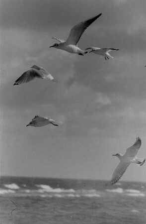 Möwen im Flug