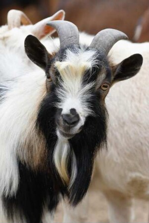 Frankreich. Poitou Charentes. Maritime. La Palmyre. Zoo de la Palmyre. Ziege