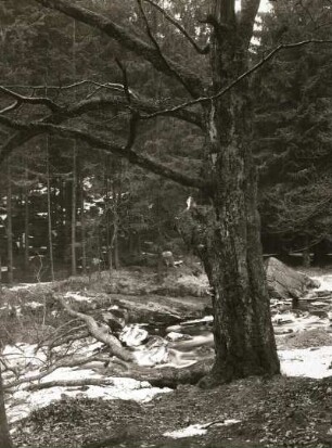 Tal der Schwarzen Pockau bei der Teufelsmauer zur Zeit der Schneeschmelze. Baumruine als Abflusshindernis im unregulierten Flussbett
