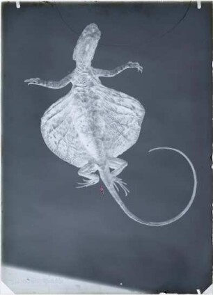 Draco volans Linnaeus, 1758