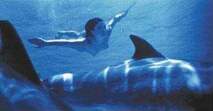 Dolphins