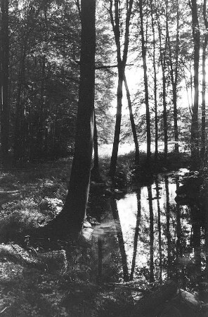 Löbau-Bellwitz. Oberhalb vom Wehr der Buschmühle