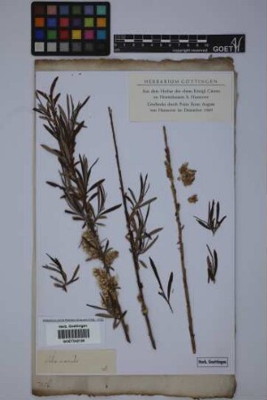 Salix viminalis L.