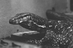 Vivarium der Landessammlungen für Naturkunde.