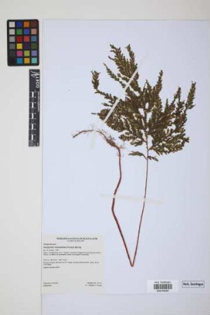 Selaginella haematodes (Kunze) Spring