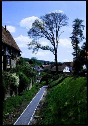 Michelstadt: Frühlingsbaum am Stadtgraben