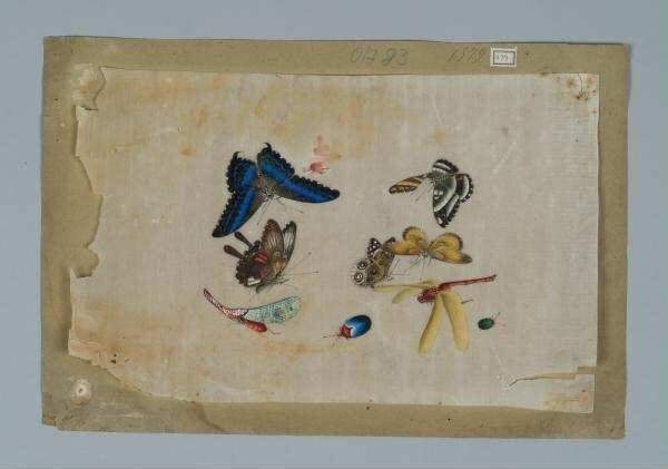 Malerei auf Reispapier (Markpapier): Schmetterlinge, Käfer, Libelle