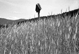 Glottertal: Marterl hinter Kornfeld