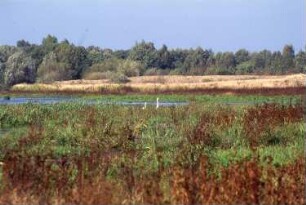 Königsbrück. Ehemaliger Truppenübungsplatz der Gruppe der Sowjetischen Streitkräfte in Deutschland (GSSD) im Staubereich der Pulsnitz. Stausee der Pulsnitz