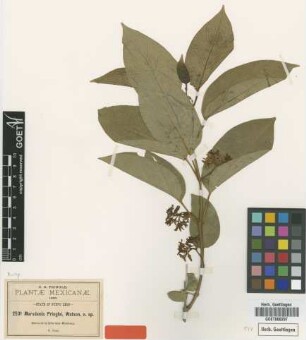 Marsdenia pringlei S.Watson [type]