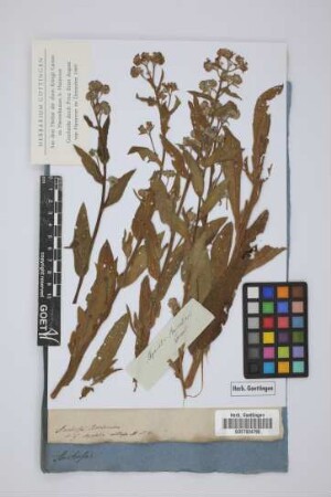 Anchusa Barlerieri