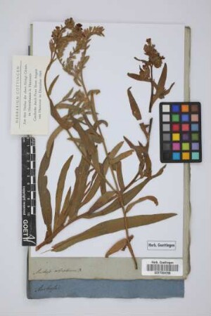 Anchusa ochroleuca
