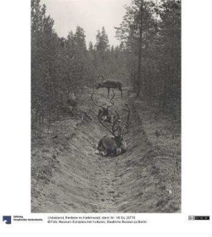 Rentiere im Kiefernwald