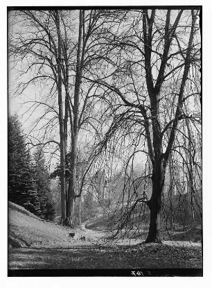 Meißen-Siebeneichen. Schloss Siebeneichen. Baumgruppe (Ulme, Linden) im Schlosspark