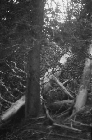 Natürliche Waldzerstörung : Blick auf umgestürzte Bäume in den Schlierseer Bergen