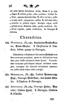 Charadrius