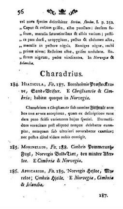 Charadrius