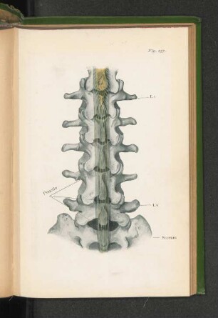 Fig. 257.