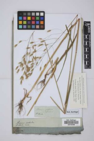 Bromus patulus