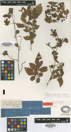 Paullinia fusca Griseb.