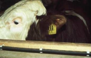 Fotografie: Precision Livestock Farming, Tieridentifikation, Transponder, Elektronische Ohrmarke