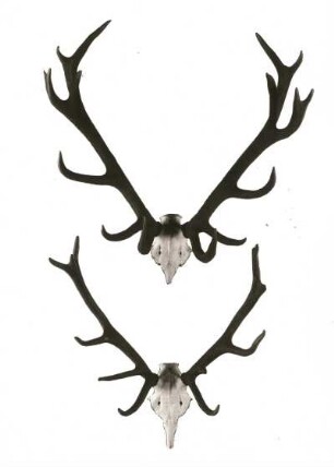 Rothirsch (Cervus elaphus). Geweih. Erlegt im Forstamt Breitenbrunn im Erzgebirge. Sächsische Jagdausstellung 1935
