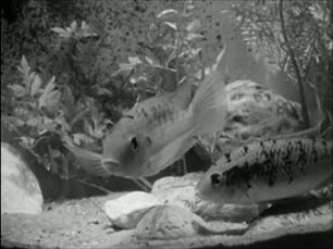 Tilapia multifasciata (Cichlidae) - Balz