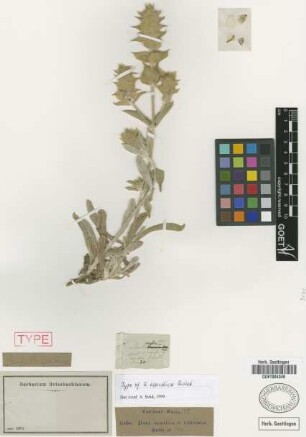 Sideritis scardica Griseb. [type]