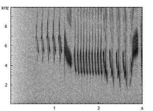 Buchfink | Fringilla coelebs - Ruf, Gesang