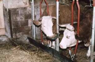 Fotografie: Stallsystem, Milchviehhaltung, Anbindestall, Futtertisch, Tränkebecken