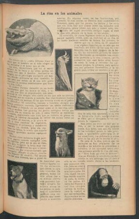 La risa en los animales