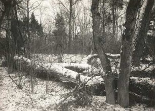 Pillnitzer Elbinsel. Vegetation. Durch Hochwasser geworfene Bäume