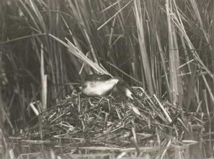Haubentaucher (Podiceps cristatus L.), Nistmaterial zurechtschiebend
