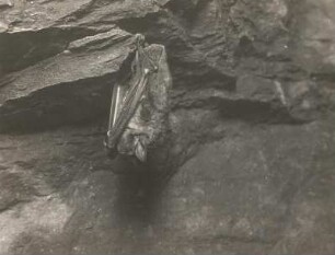 Großes Mausohr (Riesenfledermaus, Myotis myotis BORKH.), im Winterquartier (noch wach)