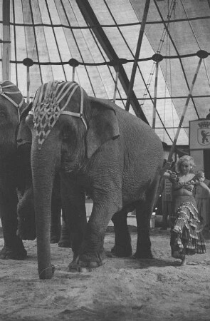 Eine Artistin und zwei Elefanten bei einer Aufführung vor Publikum in der Manege des Volkseigenen Circus Aeros