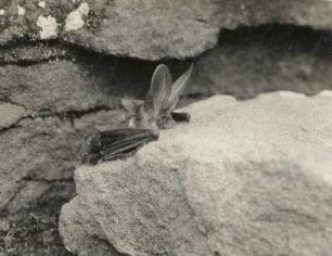 Langohrige Fledermaus (Plecotus auritus L.), aus ihrem Felsversteck hervorkriechend