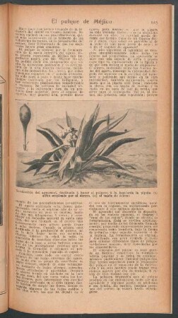 El pulque de Méjico