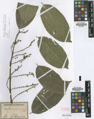 Bunchosia guatemalensis Nied. [type]