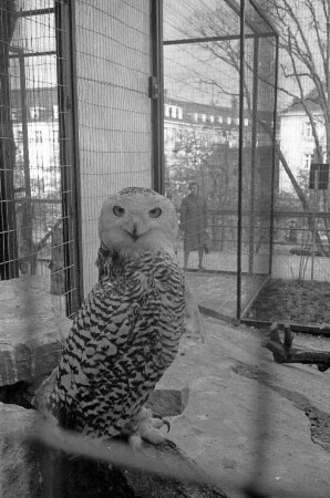 Schnee-Eulen im Karlsruher Zoo.
